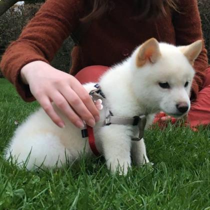 Can I buy Shiba Inu puppy online