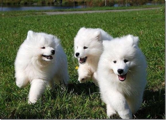 Lovable Purebred Samoyed Puppies