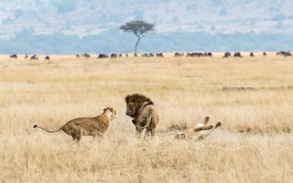 Migration of wildebeest in masai mara