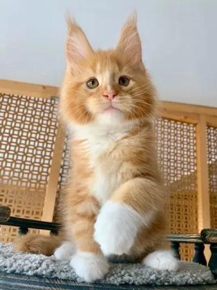 Purebred Maine Coon Kittens for Sale – Healthy, Friendly, and Perfect for Families!