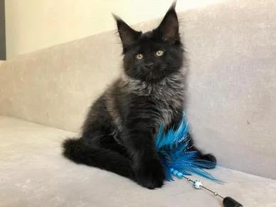 Purebred Maine Coon Kittens for Sale – Healthy, Friendly, and Perfect for Families!