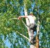 LaPlace Trees