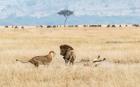 Migration of wildebeest in masai mara