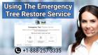 Using The Emergency Tree Restore Service