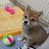 Where can I find a Shiba Inu puppy