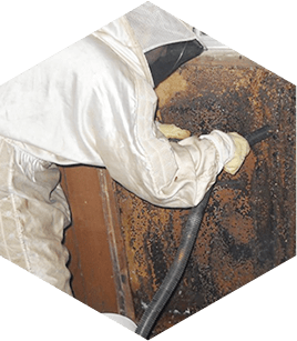 Bee Removal in Carlsbad