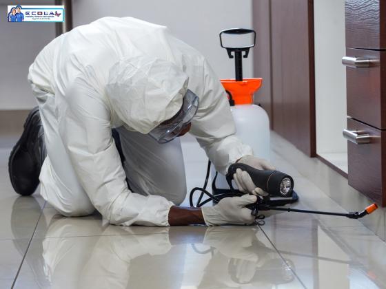 Brown Widow Spider Control in California - Safe & Effective Solutions