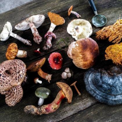Buy Medicinal Mushrooms Online
