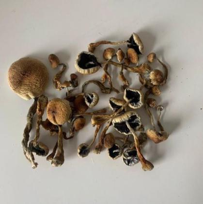 Cubensis Mushroom ( Magic shrooms Near Me )