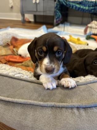 Dachshund Puppies For Sale