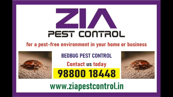 Effective bedbug treatment | provided by zia pest control | Cockroach | 1903