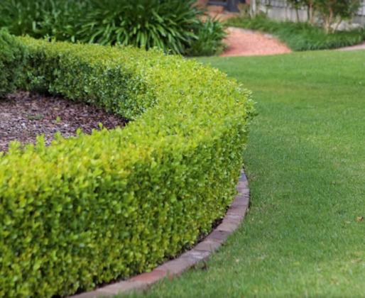 Evergreen Sprinkler and Landscaping Services