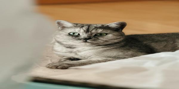 Expert Vet Care at Omaha Animal Medical Group