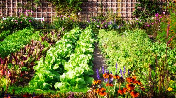 Mysticbhard - A New of Gardening