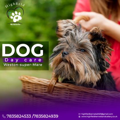 Opt For The Best Dog Day Care In Weston-Super-Mare Today