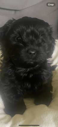 Shih Tzu Puppies For Sale