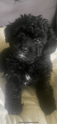 Shih Tzu Puppies For Sale