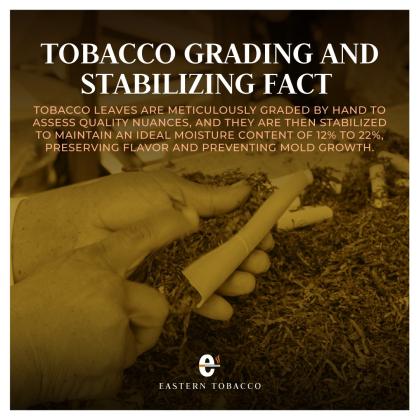 Tobacco Grading And Stabilizing Fact