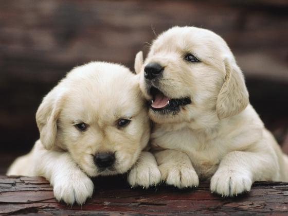 Top Golden Retriever Puppies: Join Thousands of Happy Families!