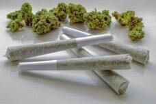 Wild Glow Cannabis Company