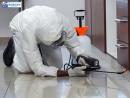 Brown Widow Spider Control in California - Safe & Effective Solutions