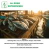 Fish Suppliers | AL-SHAH ENTERPRISES