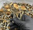 Golden Teacher Mushroom