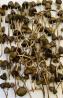 Mexicana Mushroom for Sale