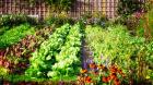 Mysticbhard - A New of Gardening