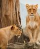 Nairobi tours excursions