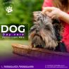 Opt For The Best Dog Day Care In Weston-Super-Mare Today