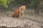 SUNDARBAN GROUP TOUR PACKAGE
