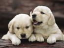 Top Golden Retriever Puppies: Join Thousands of Happy Families!