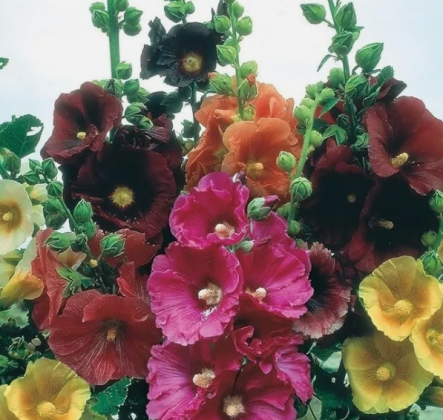 120 Organic Common Hollyhock Flower Seeds - High Germination Rate, Non-GMO
