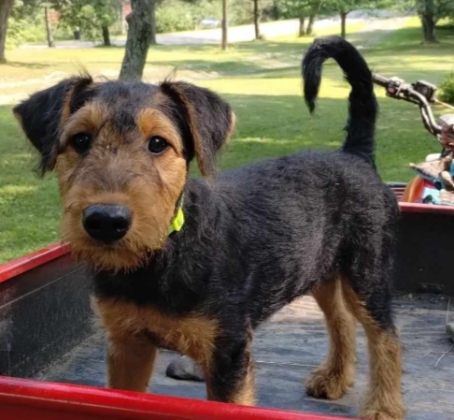Airedale Terrier Puppies For Sale