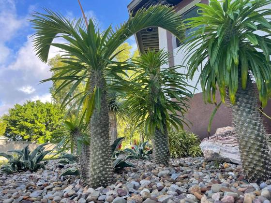 Beltran's Nursery & Landscape in Punta Gorda