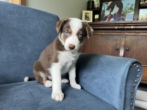 Border Collie Puppies For Sale