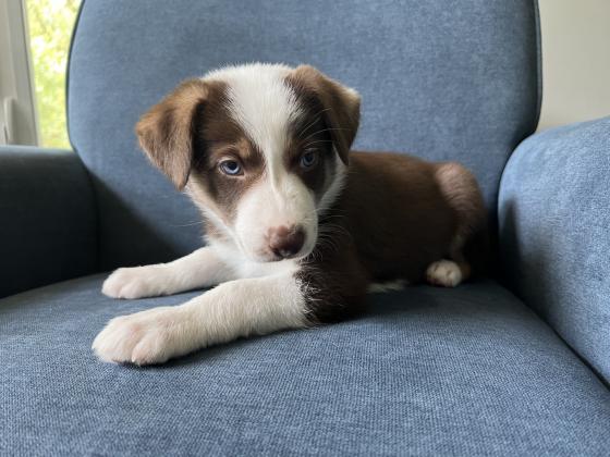 Border Collie Puppies For Sale
