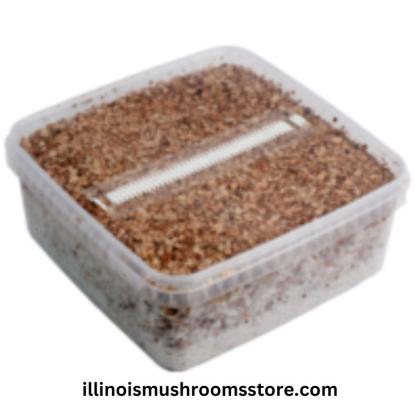 Buy Mondo Grow Kit Golden Teacher XL With US
