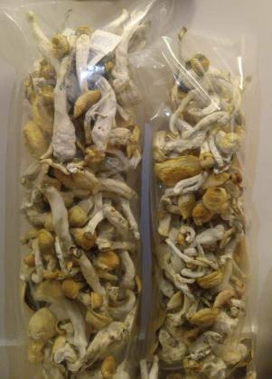 Buy Mushroom / Shrooms / premium psychedelic