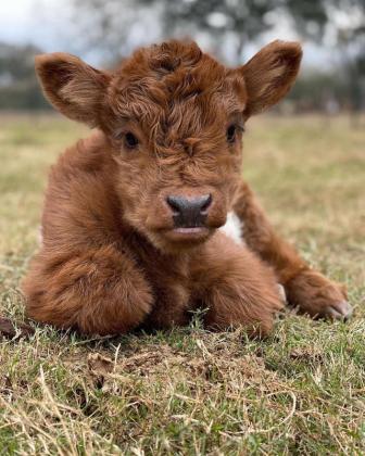 Buy Scottish Fluffy Miniature Highland Calves and Calves ($2500)