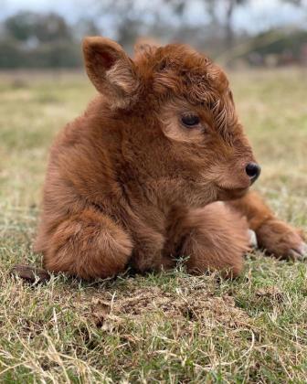 Buy Scottish Fluffy Miniature Highland Calves and Calves ($2500)
