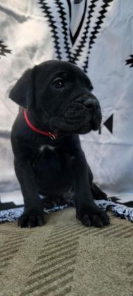 Cane Corso Puppies For Sale