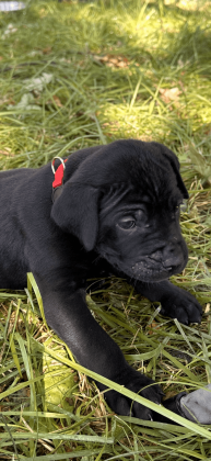 Cane Corso Puppies For Sale