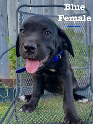 Cane Corso Puppies For Sale