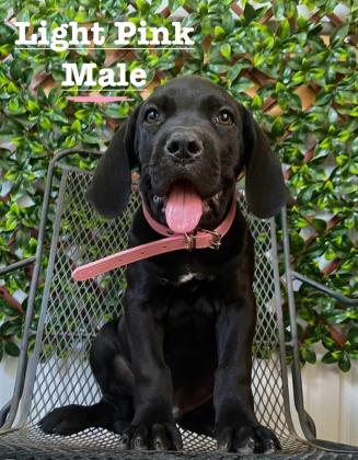 Cane Corso Puppies For Sale