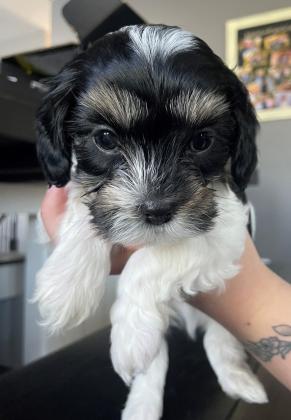 Cavapoo Puppies For Sale