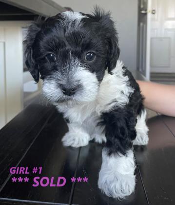 Cavapoo Puppies For Sale