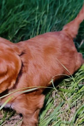 Cavapoo Puppies For Sale