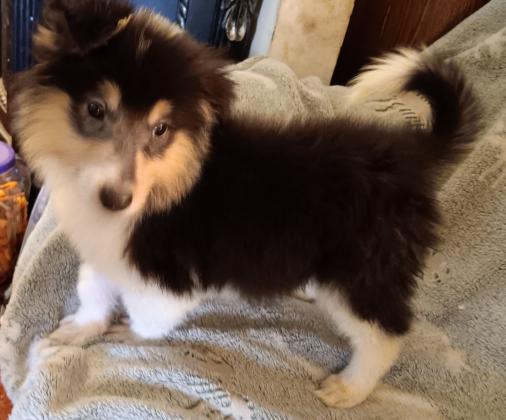 Collie Puppies For Sale